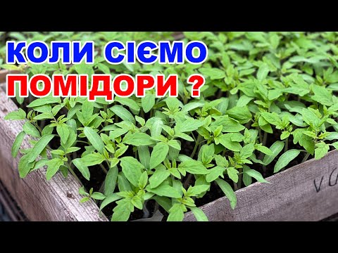 Видео: Коли сіяти помідори на розсаду ? СТРОКИ ПОСІВУ