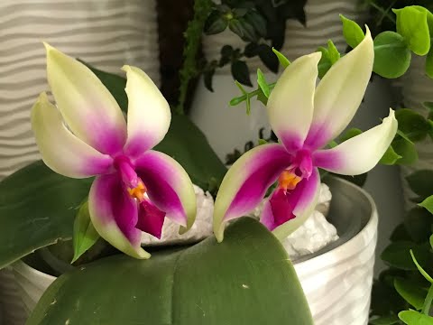 Видео: ОРХИДЕИ. All phal-s in my collection update 2023, November, 17.