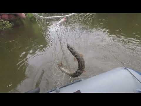 Видео: река Четь на заимке у Алексея