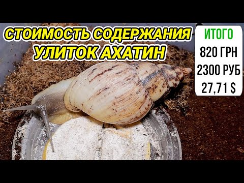 Видео: Стоимость содержания улиток ахатин. Сколько стоит содержание улиток в месяц
