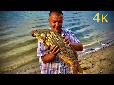 Видео: Красавцы сазаны в Ахтубе на ярах! Рыбалка 2020 на закидушки в августе.