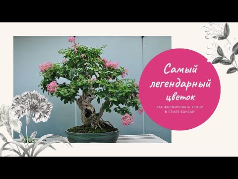 Видео: Мирт обыкновенный - обрезка, формирование кроны в стиле бонсай,  за что Афина убила подругу