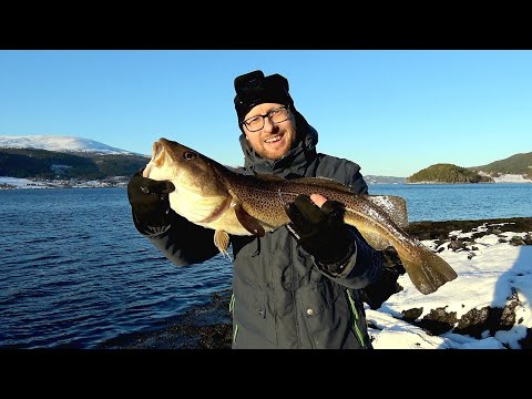 Видео: ПОСТАВИЛ ЭТУ ПРИМАНКУ, И КАК НАЧАЛОСЬ!!! Рыбалка в Норвегии с берега!!! ТРЕСКА. Сайда