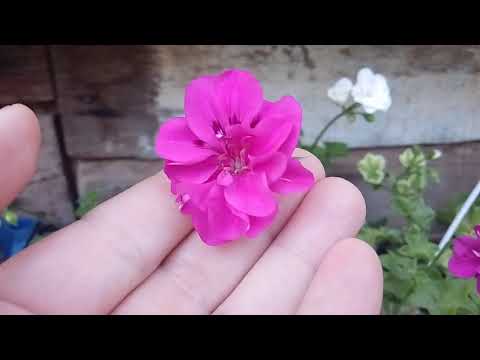 Видео: Пеларгонии Purple Prince (Принц Пурпл) и - PAC  Nealit ( Неалит) сравнительное видео цветения.