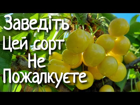 Видео: ЧЕРЕШНЯ ДАЧНИЦЯ / ЖОВТІ СОРТИ ЧЕРЕШНІ