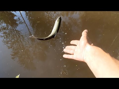 Видео: Форель пережила лето в дачном пруду вместе с Карпом. И прочее...