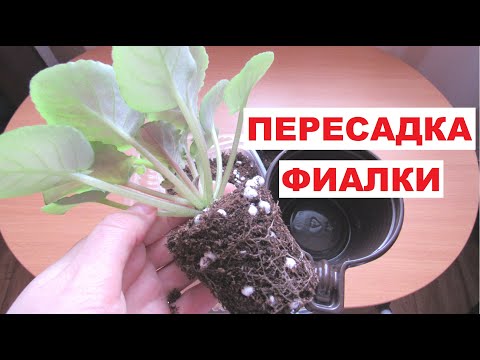 Видео: Идеальная пересадка фиалки/ Золотое правило пересадки🍃