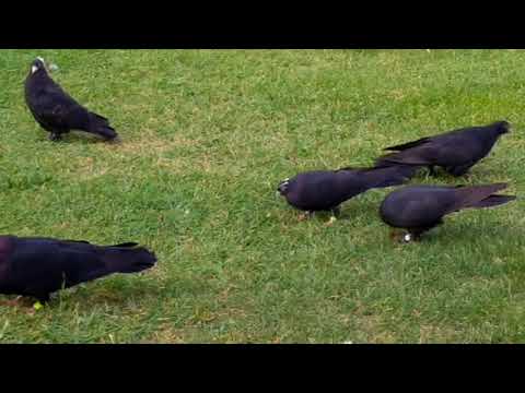 Видео: МОИ ГОЛУБИ. Pigeons     Чёрные для друзей