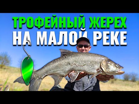 Видео: Трофейный жерех на малой реке