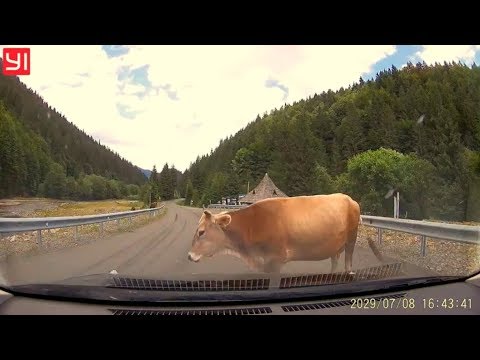 Видео: Карпати Межгирье Синевир