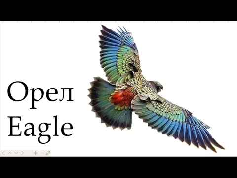 Видео: Орел, как нарисовать орла, как нарисовать карандашом