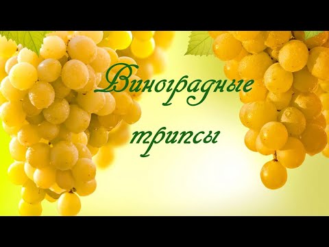 Видео: Виноградные  трипсы