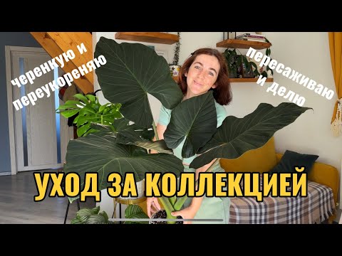 Видео: Уход за растениями: черенкую и переукореняю, пересаживаю и делю, привожу в порядок.