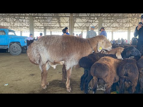 Видео: Туркестан Мал Базар Гиссар Арашан Қой Қошқар Тоқты Қозы 14.09.2025