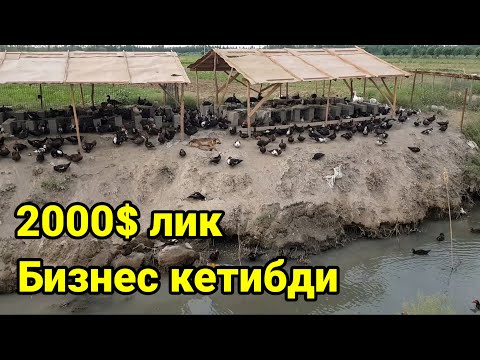 Видео: 1000 та урдак бизнеси ёк кетибди кайгадир