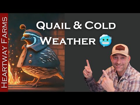 Видео: Переносят ли перепела холод? Советы по разведению перепелов Coturnix для вашего хозяйства на ферм...