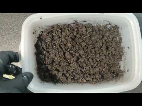 Видео: 14 Компостний хробак у квартирі. Перевіряємо після годування.