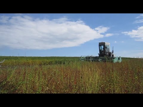 Видео: Косіння гречки.