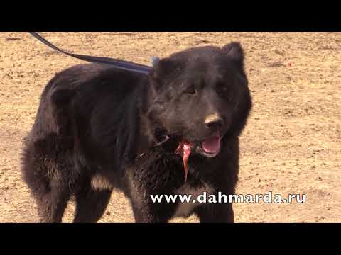 Видео: Настоящие гиссарские овцы и аборигенные САО Таджикистана   саги дахмарда из Зиди!