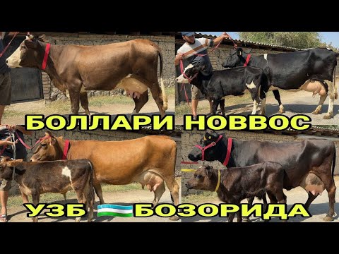Видео: САРВАРБЕКДАН СУТГА СИФАТГА АСОСАН НАРХЛАРИ АРЗОН ТИГДОР СИГИРЛАР СОТИЛАДИ НАРХЛАРИ 14 сентября 2025