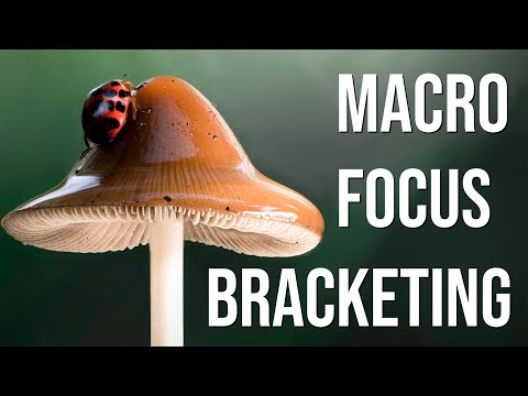 Видео: Макро в лесу со вспышкой и брекетингом фокусировки (с Canon R5)