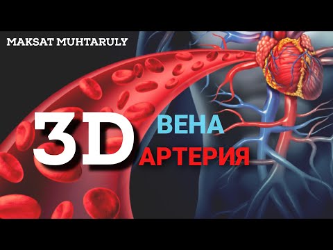 Видео: Қан тамырлар | Артерия |Вена |Капилляр