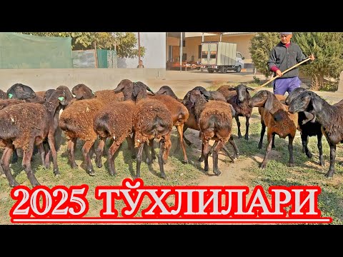 Видео: ДАШТДА ЮРГАН ТЎХЛИЛАР ИШ БЕРАДИ КЎП ЙИЛЛАР. #асрордонаев 