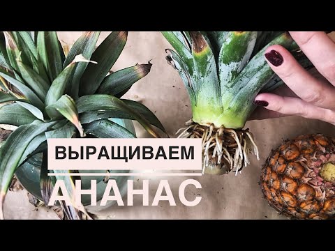 Видео: КАК ВЫРАСТИТЬ АНАНАС В ДОМАШНИХ УСЛОВИЯХ