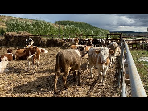 Видео: Наша ферма, Продолжение следует, прошло 2 года как мы начали заниматься откормом