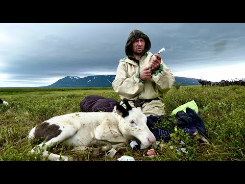 Видео: Жизнь коми оленеводов: секреты маленького чума | Изьватас олэм