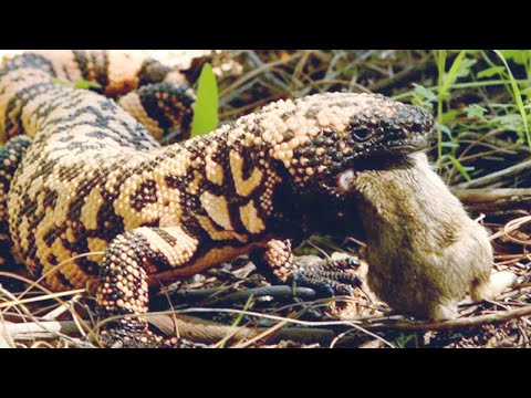 Видео: Ядозуб – Прожорливый пустынный Монстр с полным ртом ядовитых зубов!