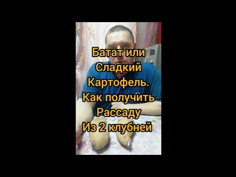 Видео: Батат или сладкий картофель. Как получить рассаду батата из 2 клубней.