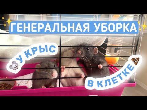 Видео: БОЛЬШАЯ УБОРКА В КЛЕТКЕ У КРЫС🐀