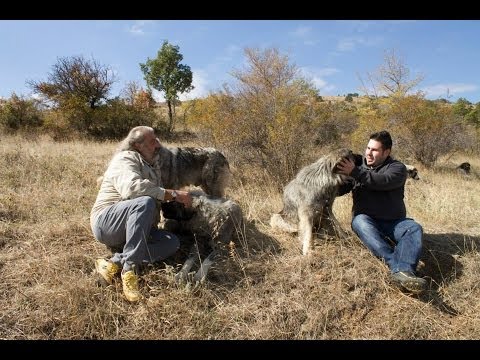Видео: 01. ПРИЈАТЕЛИ - 70-те Шарпланинци на Миленко Неделковски