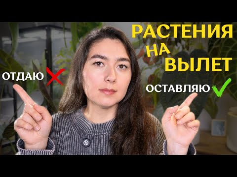 Видео: сокращаю КОЛЛЕКЦИЮ | КАК РЕШИТЬ какие РАСТЕНИЯ ОСТАВИТЬ | кандидаты НА ВЫЛЕТ 🌿