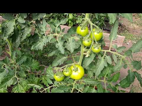 Видео: Ускоряване узряването на доматите
