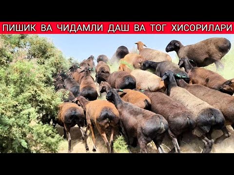 Видео: ХИСОР ТОГЛАРИДАН ЧИНИКИБ ТУШИБ ДАШДА ЮРГАН БУ́ГОЗ КУЙЛАР