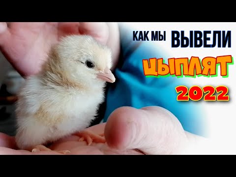 Видео: ТРУДНОСТИ В ИНКУБАЦИИ | ИНКУБАТОР JANOEL-42 | И ХОЗЯЙСТВЕННЫЕ ХЛОПОТЫ