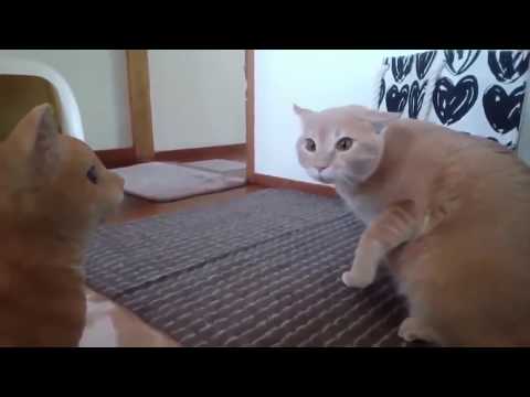 Видео: ИСПУГИ КОТОВ. ТОПовая подборка испугов с котами 2. Frightened cats. В конце БОСС Выпуск 14.