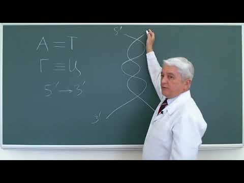 Видео: 13:50  Биосинтез белка