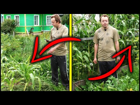 Видео: Всё растёт в 2 раза быстрее! Вот зачем нужны высокие грядки.