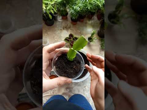 Видео: как размножить декабрист сигментом листа