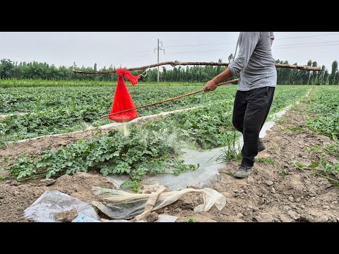 Видео: №15🍉 Тарвузга олтин гугурт  сепса бўладими?