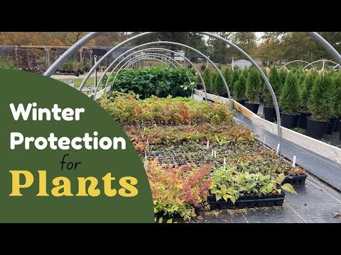 Видео: Учебные пособия по питомнику. Часть 2: Зимующие растения. Выживание растений в ХОЛОДНУЮ погоду.