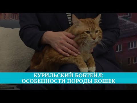 Видео: Курильский бобтейл: особенности породы кошек