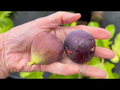 Видео: Ficus Carica. Figs #инжир  Обзор 2-3 сентября. Дегустация сортов Гектор, Флоринда, Свит Джой, Обон