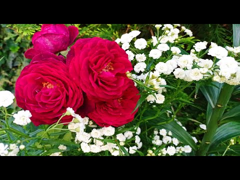 Видео: С чем сочетать розы? Роза в садовом ландшафтном дизайне.
