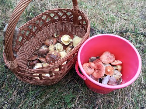 Видео: Грибные новости от 23 октября 2025 г./ Смоленская обл./ Mushrooms news