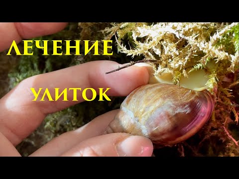 Видео: БОЛЕЗНИ УЛИТОК И ИХ ЛЕЧЕНИЕ