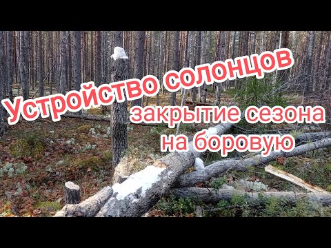 Видео: Устройство солонцов. Закрытие сезона на боровую.